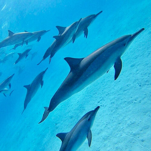 Dolphin House - Samadai
