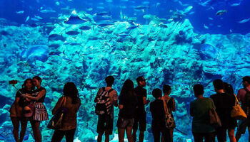 Das Große Aquarium